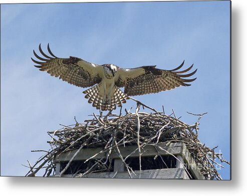 Osprey Metal Print featuring the photograph The Osprey Landing by Andrea Kollo