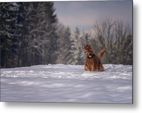 Irish Setter Metal Print featuring the photograph The other me by Robert Krajnc