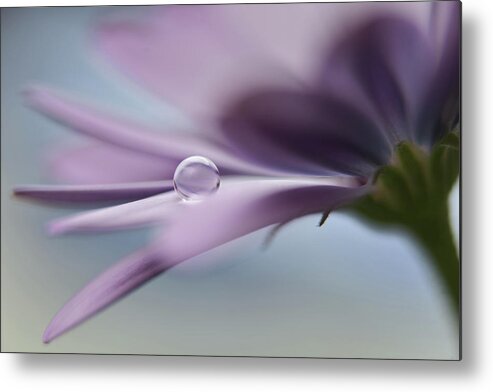 Flower Metal Print featuring the photograph The Peaceful Drop by Heidi Westum