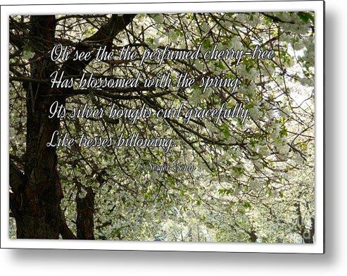 Blossoms Metal Print featuring the photograph The Perfumed Cherry Tree 1 by Joan-Violet Stretch