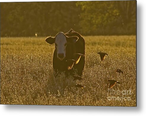 Bovine Photobombers Metal Print featuring the photograph The Photobombers by Gary Holmes