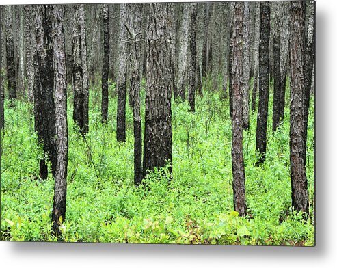 New Jersey Metal Print featuring the photograph The Pines by Dawn J Benko