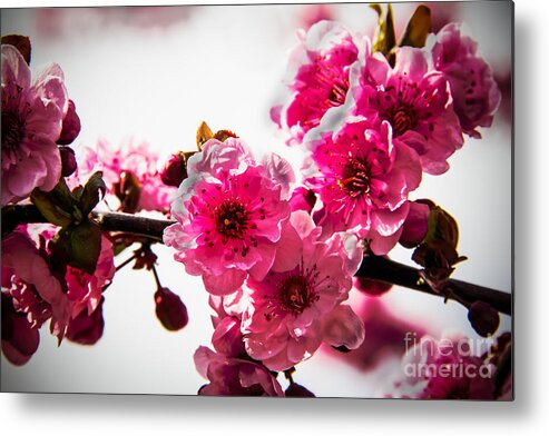 Flowering Trees Metal Print featuring the photograph The Pink Flowering Tree by Robert Bales