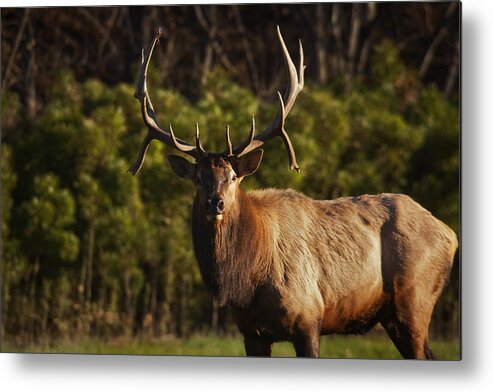 Royal Bull Elk Metal Print featuring the photograph The Prince of Boxley Valley by Michael Dougherty