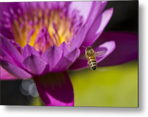 Floral Metal Print featuring the photograph The Promise Of Pollen by Priya Ghose