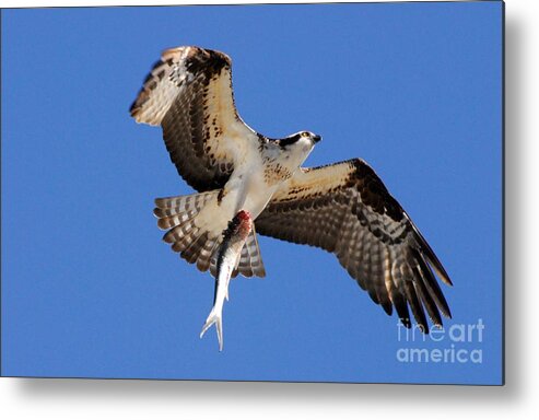 Osprey Metal Print featuring the photograph The Provider by Quinn Sedam