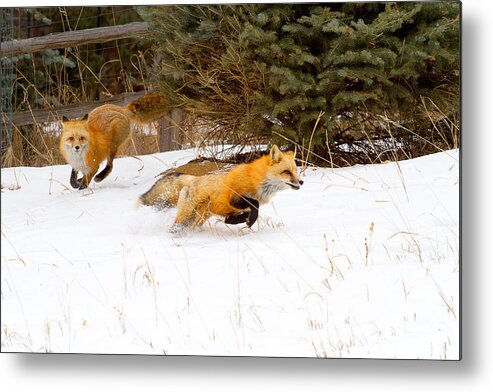 Red Fox Photograph; Red Fox Chase Photograph; Red Fox Chase Canvas Print Metal Print featuring the photograph The Race is On by Jim Garrison