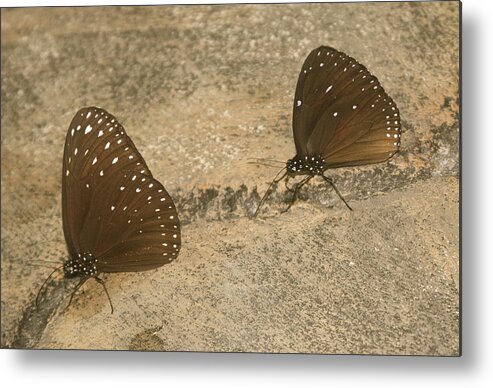Sepia Butterflies Metal Print featuring the photograph The Road Home Spotted Black Crow Butterflies by Venetia Featherstone-Witty