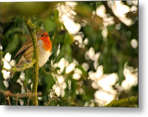 Robin Metal Print featuring the photograph The Robin by Dave Woodbridge