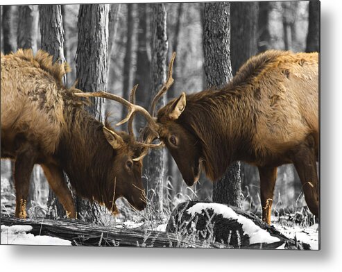 Landscape Metal Print featuring the photograph The Rut by Steve Schwarz