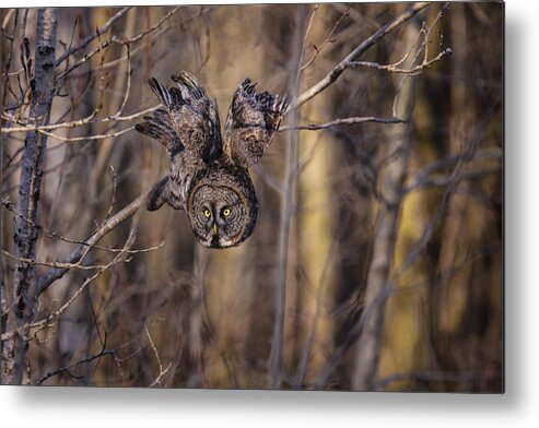 Owl Metal Print featuring the photograph The Silent Hunter by Gary Hall