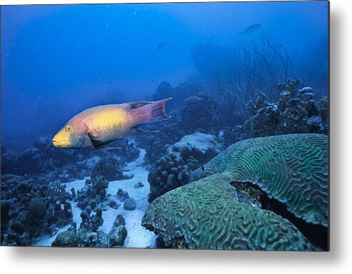 Angle Metal Print featuring the photograph The Spanish Hog Snapper by Sandra Edwards