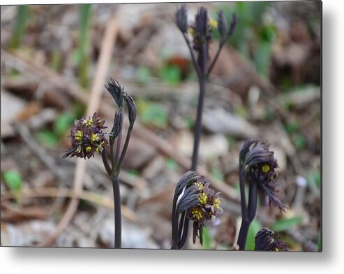 Blue Cohosh Metal Print featuring the photograph The Spring Sisters by Kristin Hatt