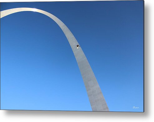 Duck Metal Print featuring the photograph The St. Louis Duck by David Zarecor