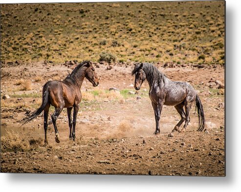 Stallions Metal Print featuring the photograph The Standoff by Janis Knight