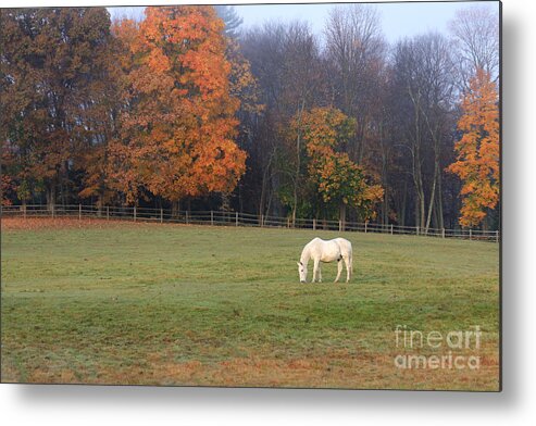Horse Metal Print featuring the photograph The Standout by Jayne Carney