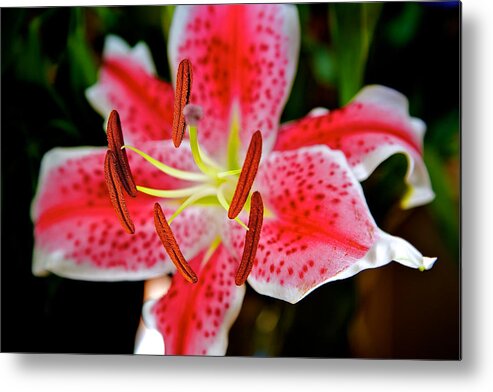 Flower Metal Print featuring the photograph The Stargazer by Joseph Urbaszewski