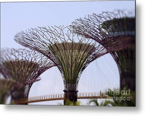 Supertrees Metal Print featuring the photograph The Supertrees by Ivy Ho