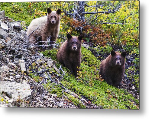 Glacier National Park Metal Print featuring the photograph The Three Amigos by Mark Kiver