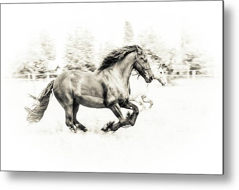 Horse Metal Print featuring the photograph The Two Friends by Sebastian Graf