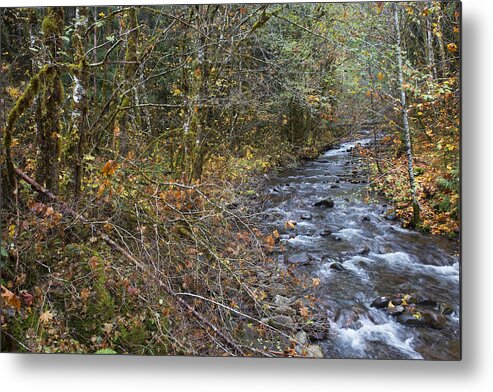 Art Metal Print featuring the photograph The Unruly by Belinda Greb