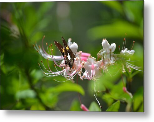 Moth Metal Print featuring the photograph The Visitor by Tara Potts