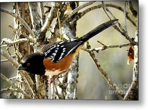 Birds Metal Print featuring the photograph The Watcher by Julia Hassett