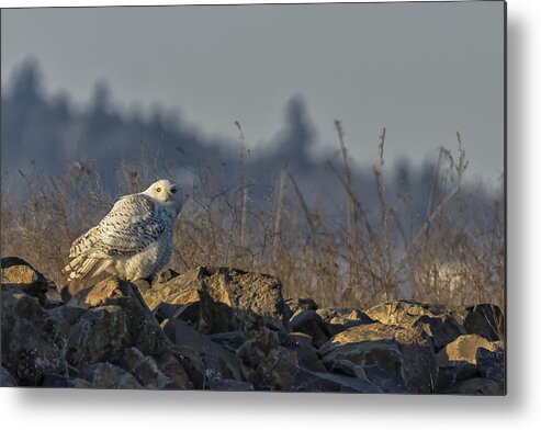 Snowy Owl Metal Print featuring the photograph The Watchful Eye of a Snowy Beauty - cropped by Belinda Greb