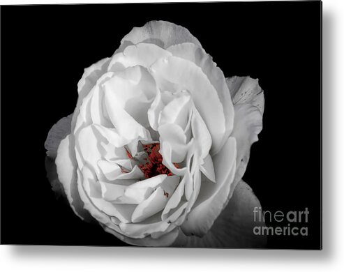 Art Metal Print featuring the photograph The White Rose by Ken Johnson