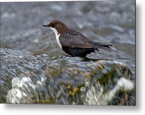 The White-throated Dipper Metal Print featuring the photograph The White-throated Dipper by Torbjorn Swenelius