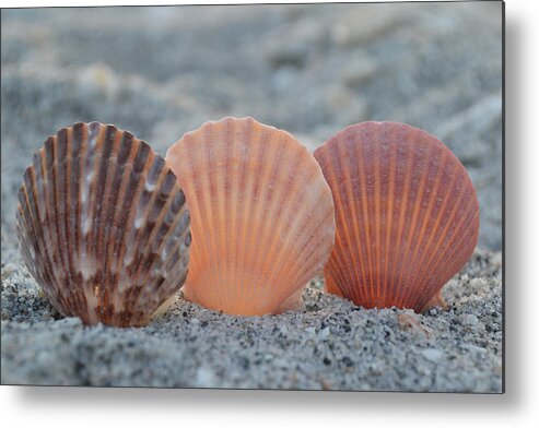 Seashells Metal Print featuring the photograph There Comes A Time... by Melanie Moraga