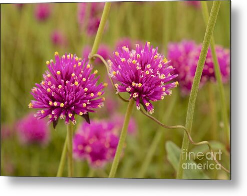 Pink Metal Print featuring the photograph Tangled Up in Pink by Alice Mainville