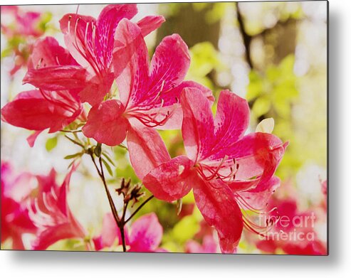 Brookside Gardens Metal Print featuring the photograph Think Spring by Chris Scroggins