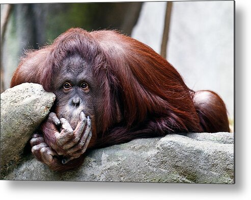 2010 Metal Print featuring the photograph Thinking Orangoutang by Todd Ryburn