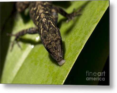 Brown Anole Metal Print featuring the photograph Thirsty Brown Anole by Meg Rousher