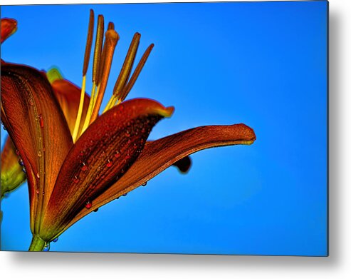 Day Lily Metal Print featuring the photograph Thirsty Lily in HDR ART by Lesa Fine