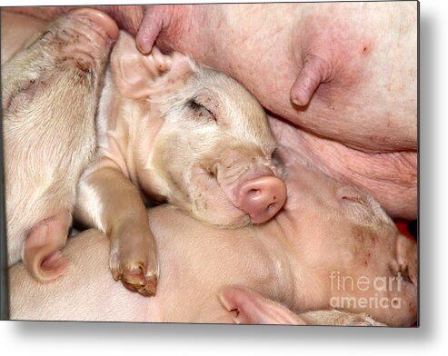 Pig Metal Print featuring the photograph This Little Piggy by Rick Rauzi