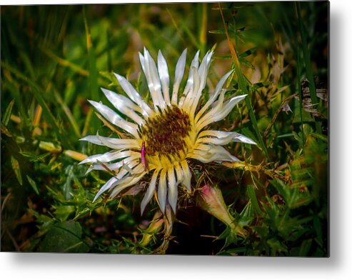Graubuenden Metal Print featuring the photograph Thistle by Thomas Nay