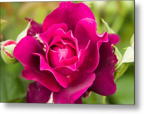 New England Metal Print featuring the photograph Thorns have Roses by Jeff Folger