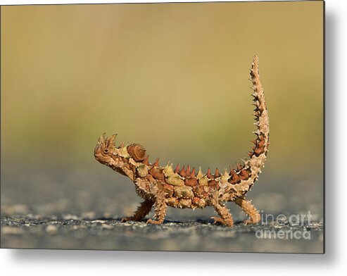 00462582 Metal Print featuring the photograph Thorny Devil Displaying by Yva Momatiuk John Eastcott