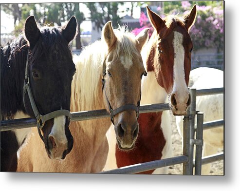 Horses Metal Print featuring the photograph Three Amigos by Shoal Hollingsworth
