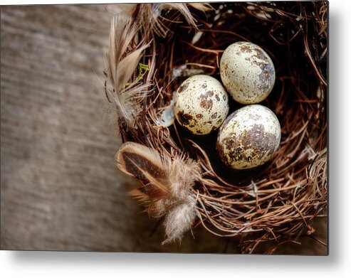 Outdoors Metal Print featuring the photograph Three Eggs by © Brigitte Smith