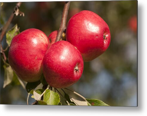 Apples Metal Print featuring the photograph Three fresh red apples on a apple tree by Matthias Hauser