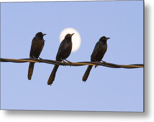 Bird Metal Print featuring the photograph Three Grackles with Full Moon by Steven Schwartzman