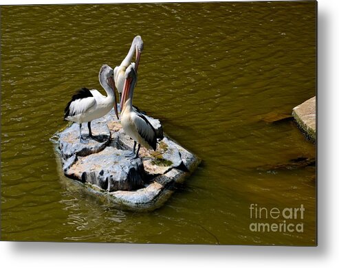 Singapore Metal Print featuring the photograph Three Great White Pelicans standing on rock by Imran Ahmed