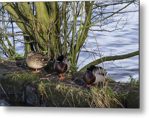  Duck Metal Print featuring the photograph Three In A Row by Spikey Mouse Photography