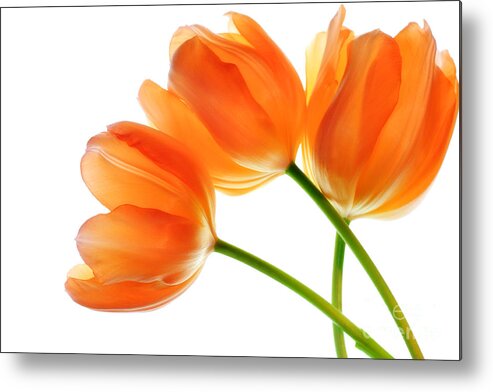 Tulip Metal Print featuring the photograph Three Orange Tulip Flowers 2 by Charline Xia