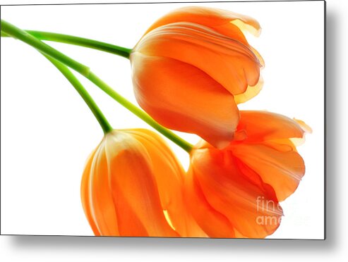 Tulip Metal Print featuring the photograph Three Orange Tulip Flowers 3 by Charline Xia