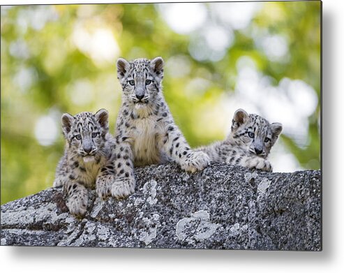Snow Leopard Metal Print featuring the photograph Three snow leopards cubs posing well by Picture by Tambako the Jaguar