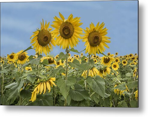 Plant Metal Print featuring the photograph Three Sunflowers At The Front Of A Sunflower Field by William Bitman